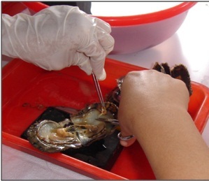 Removing of live mantle tissue from the donor oyster for pearl cultivation